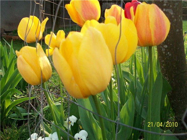 tulipani- lat tulipa